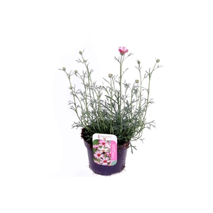 Rhodanthemum Marakesh