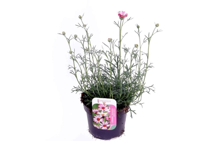 <h4>Rhodanthemum Marakesh</h4>
