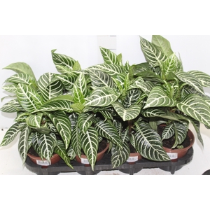 APHELANDRA P15 SEM FLOR