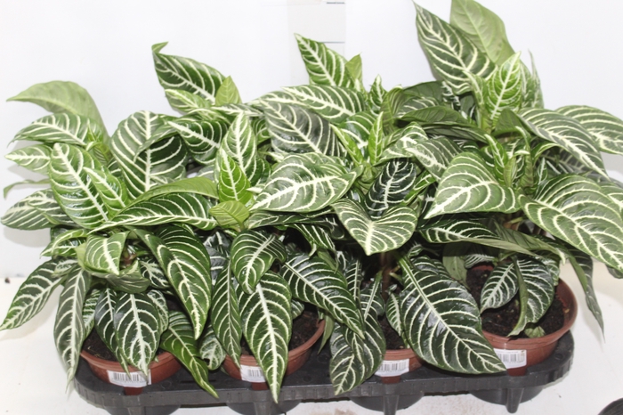 <h4>APHELANDRA P15 SEM FLOR</h4>