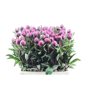 Paeonia L Kansas