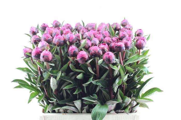 <h4>Paeonia L Kansas</h4>