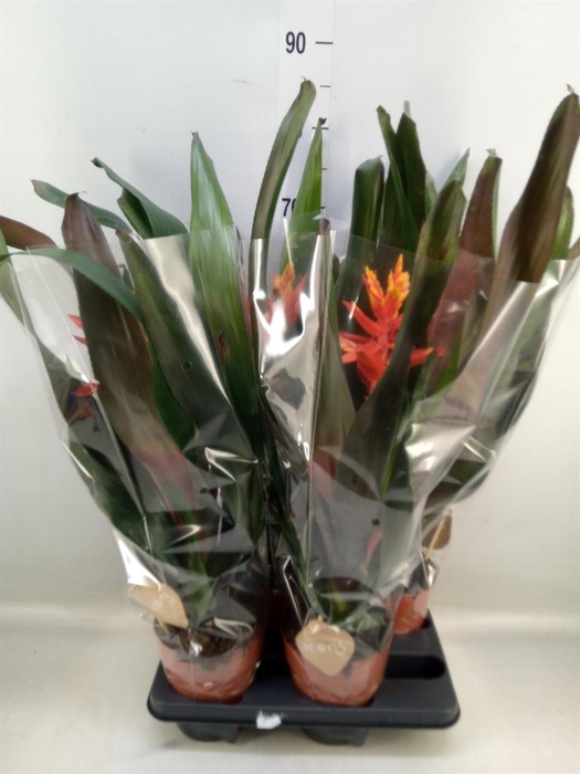 <h4>Aechmea   ...</h4>