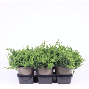 Juniperus procumbens Nana