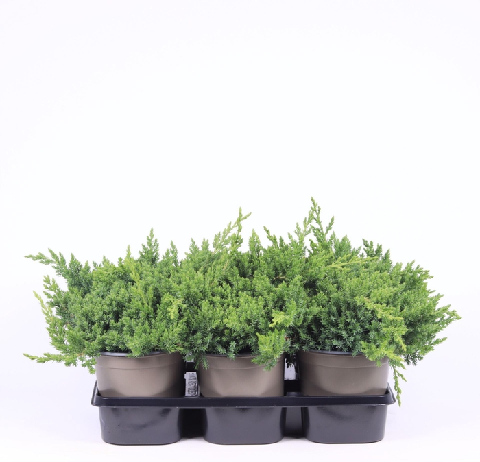<h4>Juniperus procumbens Nana</h4>