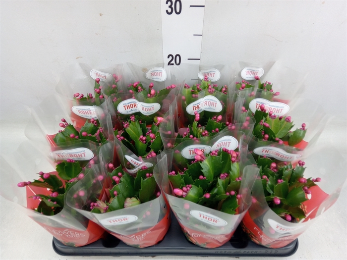 <h4>Schlumbergera   ...</h4>