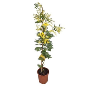 Acacia Mimosa Daelbata Stick