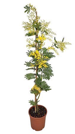 <h4>Acacia Mimosa Daelbata Stick</h4>
