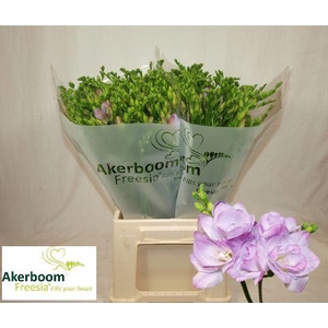 FR DU ROMANTIC LAVEN