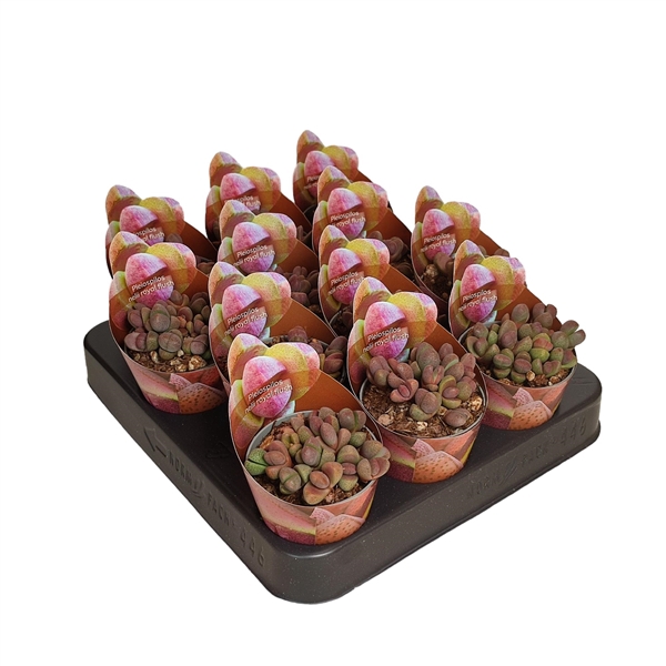 PLEIOSPILOS NELII ROYAL FLUSH - POT Ø 6,5 SHAPED POT COVER (SUCCULENTEN)