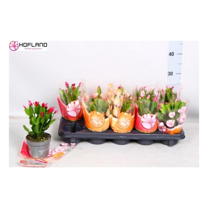 <h4>Schlumb Gem 3 Kl</h4>