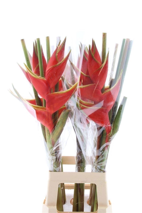 <h4>HELIC BIHAI</h4>