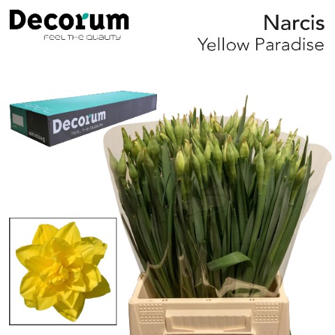 <h4>Narcissus Yellow Paradise Big Box 300</h4>