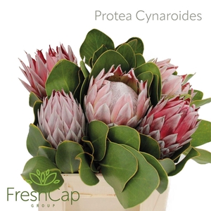 Protea Cynaroides