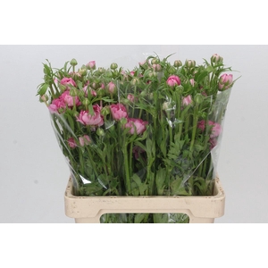 Ranunculus Moderna Dolce