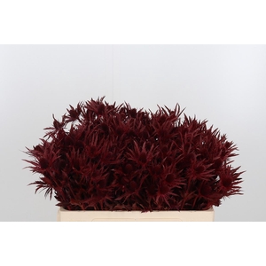 Eryn Orion Kl Bh Bordeaux