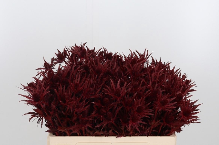 <h4>Eryn Orion Kl Bh Bordeaux</h4>