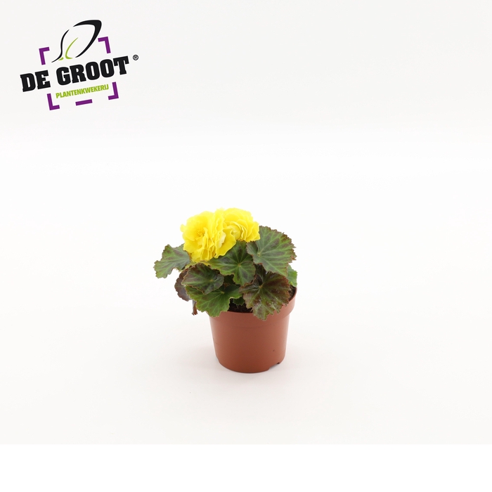 <h4>Begonia tuberhybride ( yellow )</h4>