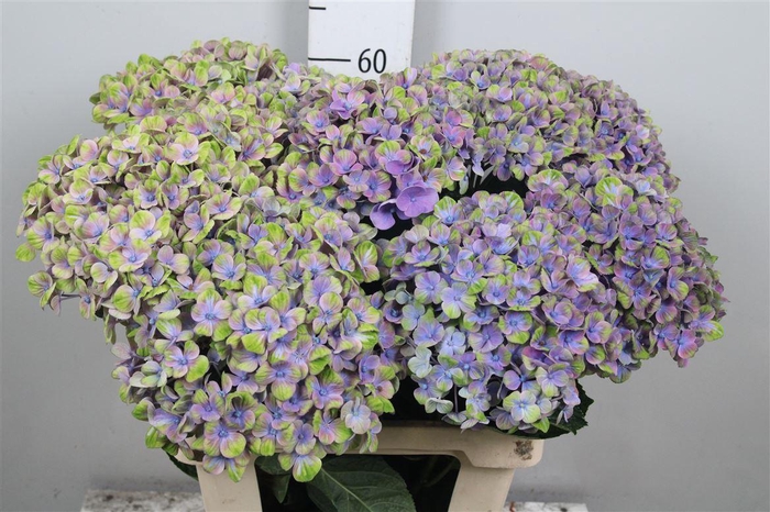 <h4>Hydr M Mag Coral</h4>