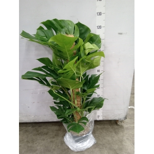 Monstera pertusum