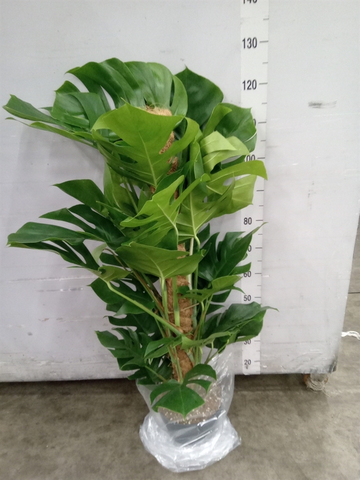 <h4>Monstera pertusum</h4>