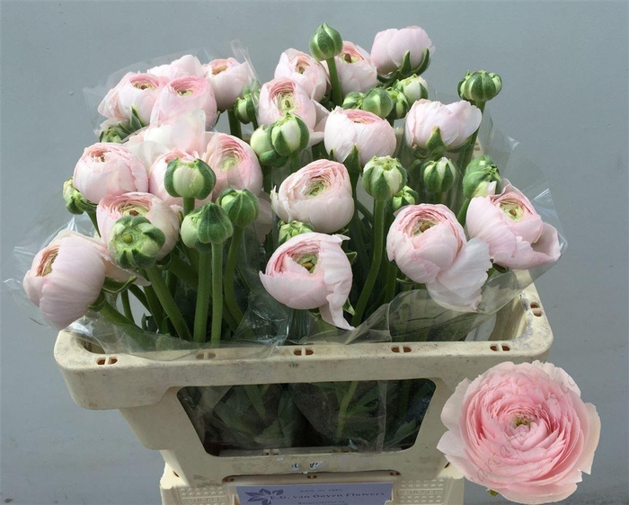 <h4>Ran Su Favola</h4>