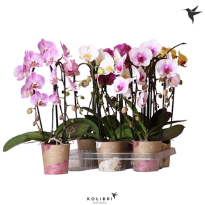 Kolibri Orchids Cascade Niagara fall mix 2spike