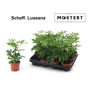 SCHEF AR LUSEANA