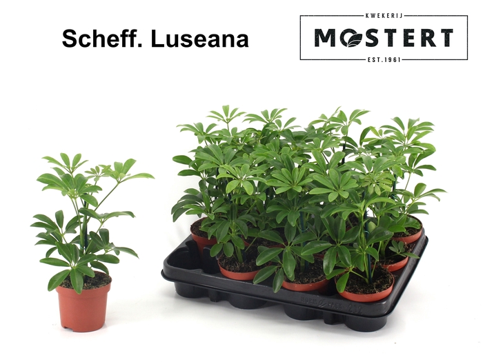 <h4>SCHEF AR LUSEANA</h4>