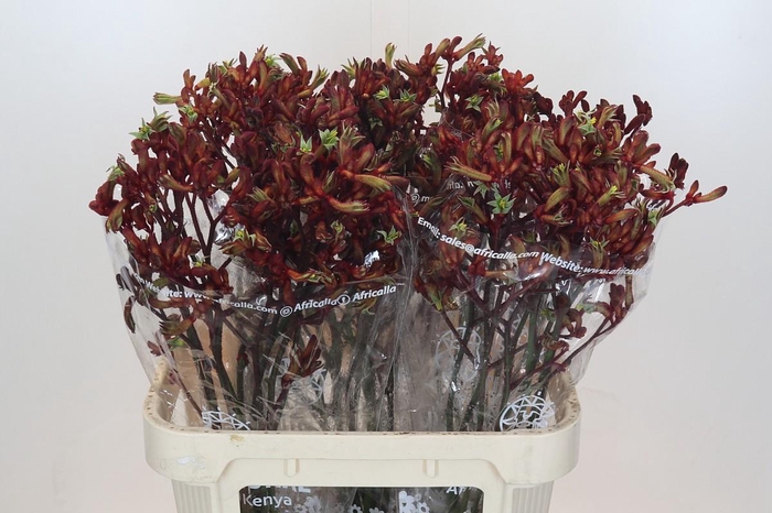 <h4>Anigozanthos Early Spring Indoor</h4>