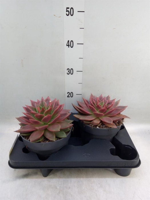 <h4>Echeveria   ...</h4>