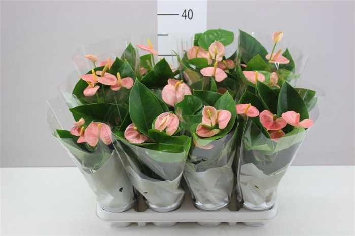 <h4>Anth An Spirit</h4>