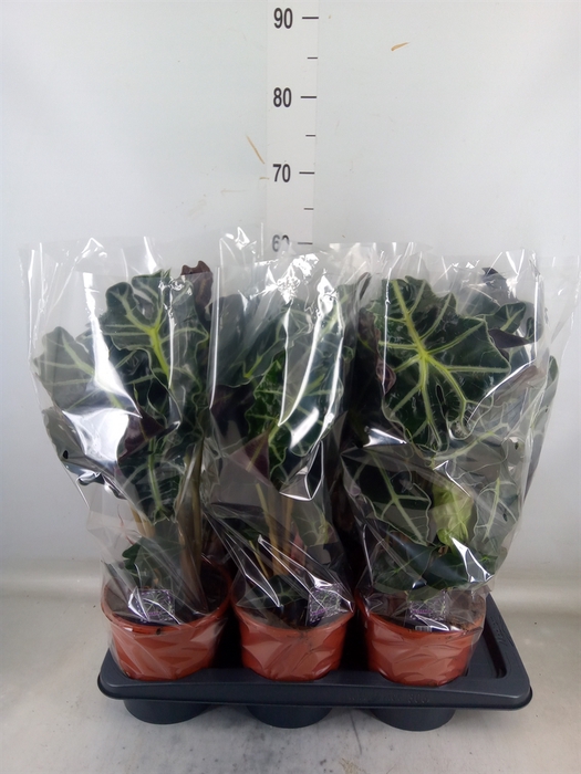 <h4>Alocasia amazonica 'Polly'</h4>