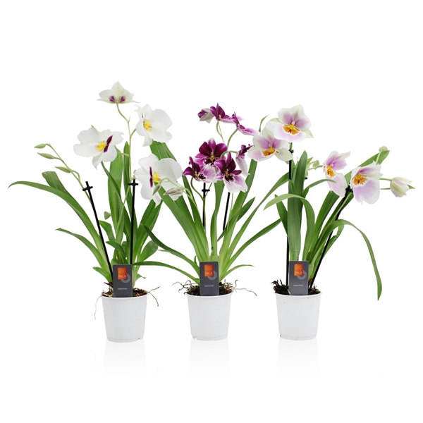 <h4>Inca Miltoniopsis mix 2 spike 9cm</h4>