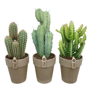 Cactus mix in 19 cm 'Grijze Vaaspot'