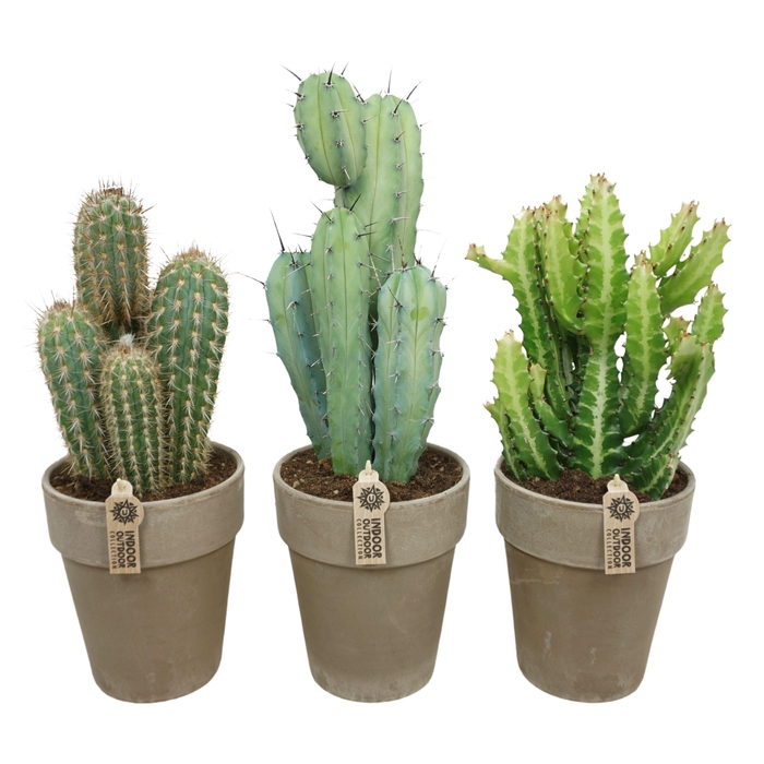 Cactus mix in 19 cm 'Grijze Vaaspot'