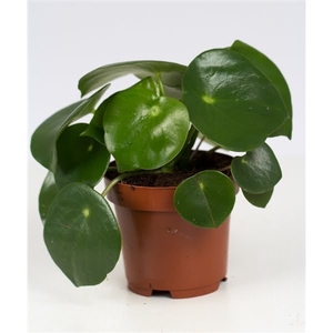 Peperomia Raindrop P&PURE Collection