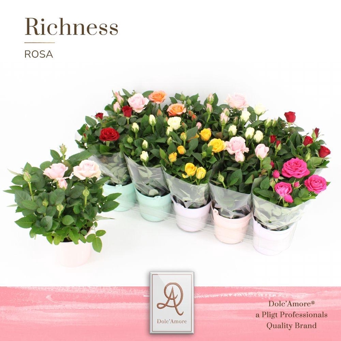 <h4>Potroos Mix P10,5 Dolc'Amore® Zink</h4>