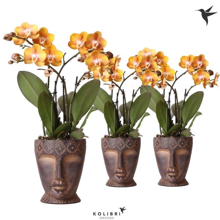 <h4>Kolibri Orchids Phalaenopsis Jewel Las Vegas 4 spike in Totem Mask pot</h4>