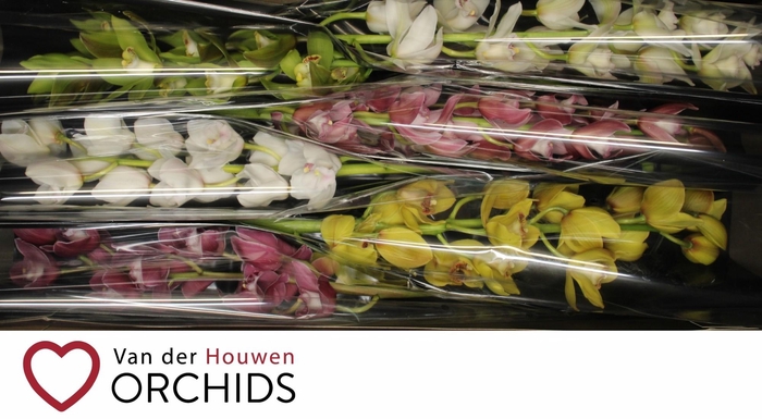 <h4>80 cm gemengd</h4>