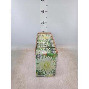 Dahlia   ...flowerbulbs