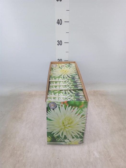 <h4>Dahlia   ...flowerbulbs</h4>