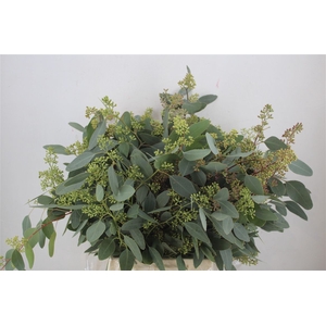 Euca Populus Berry 300gr P Bunch