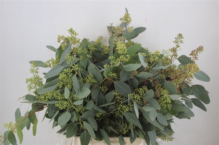 <h4>Euca Populus Berry 300gr P Bunch</h4>