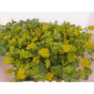 Bupleurum Rotundifolium