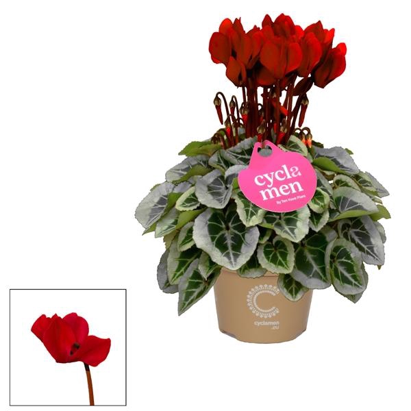 <h4>Cyclamen Wine Red P11</h4>