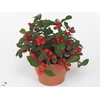 Collectie Hanoi Gaultheria Big Berry in Mand 30 cm