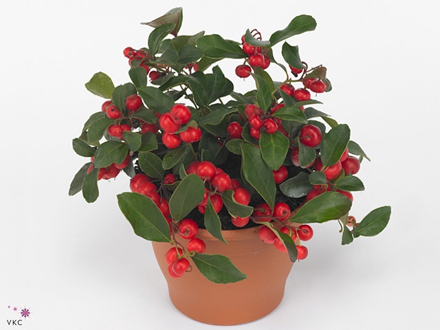 Collectie Hanoi Gaultheria Big Berry in Mand 30 cm