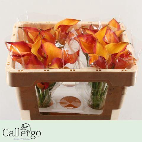 <h4>CALLA MORNING SUN ZANT MORNING SUN</h4>