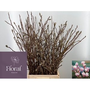 MAGNOLIA GRANDIFLORA